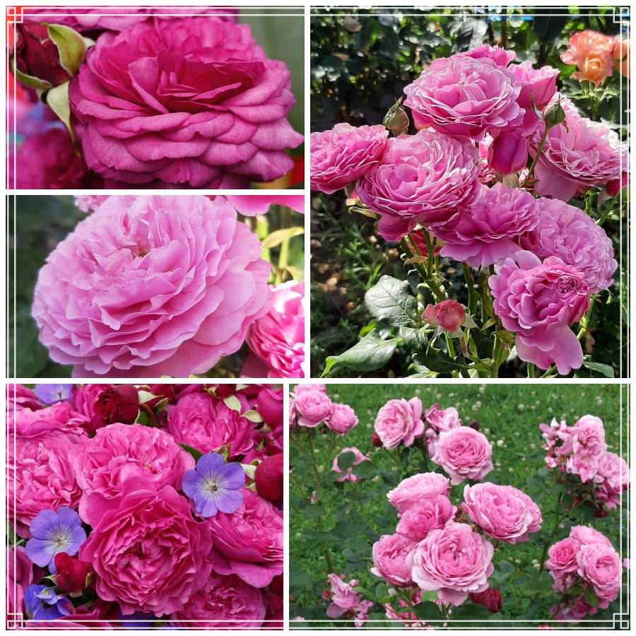 Kaffe Fassett róże rabatowe